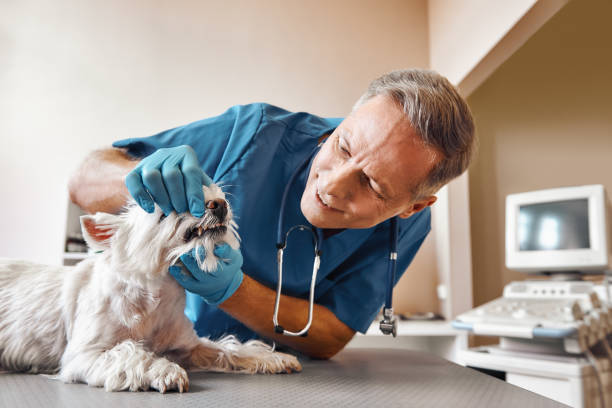 Best Emergency Denture Repair in West Blocton, AL